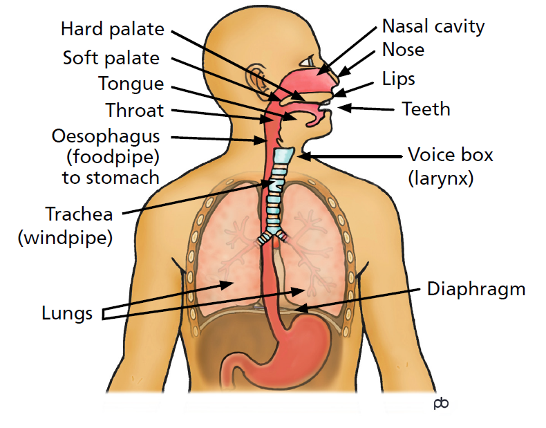 An image of a diagram showing the parts of the body that are used for speech.