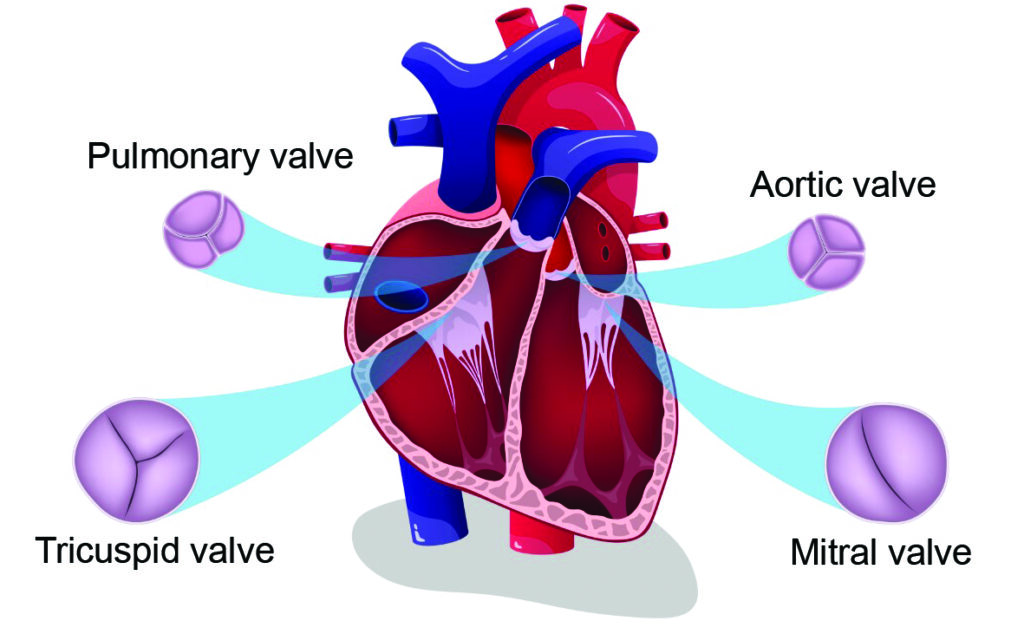 Illustration showing the four valves of the heart - pulmonary valve, aortic valve, tricuspid valve and the mitral valve