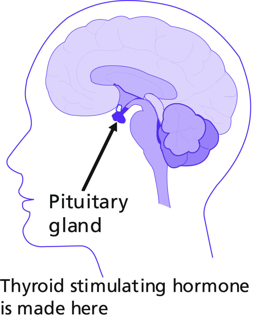 Illustration of a diagram of the brain highlighting the pituitary gland