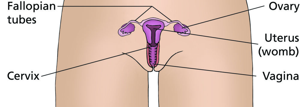 Illustration of the female reproductive system.