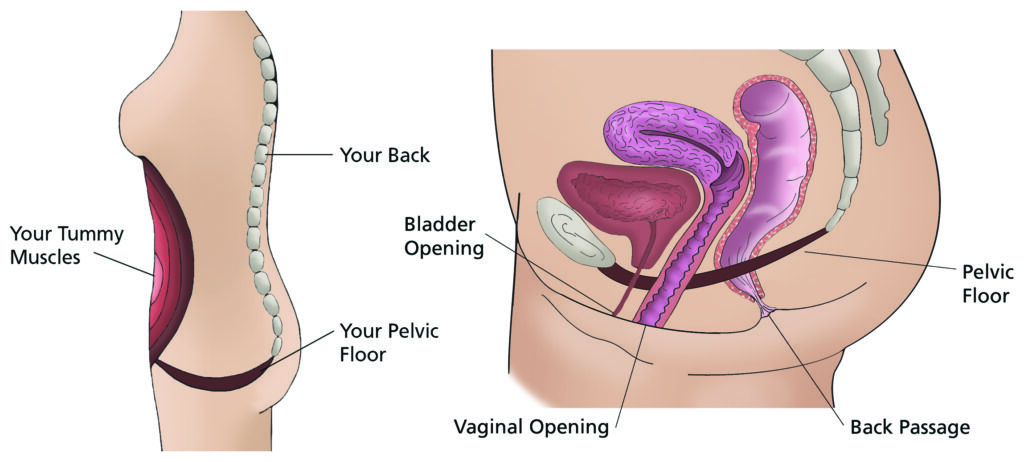 Illustration of your tummy muscles and your pelvic floor. It also shows your back, bladder opening, vaginal opening and back passage.