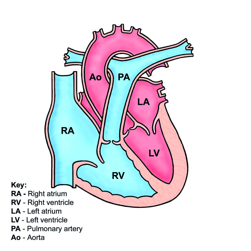 Illustration of a normal heart.