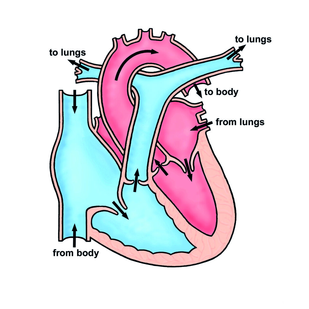 Illustration showing a normal heart.